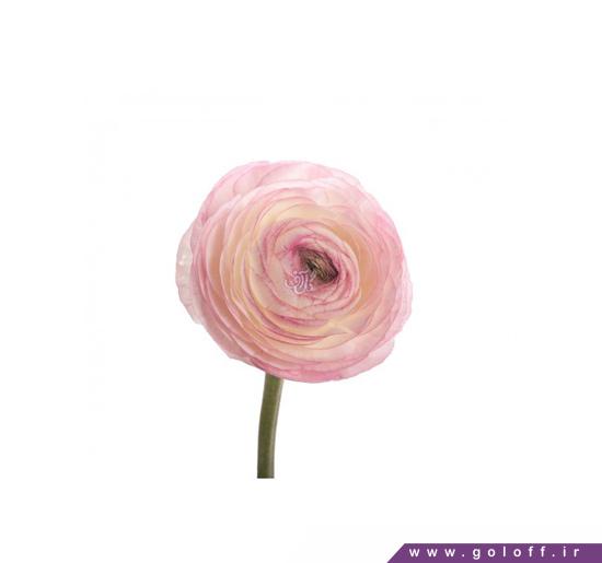 خرید اینترنتی گل - گل آلاله سایانا - Ranunculus | گل آف
